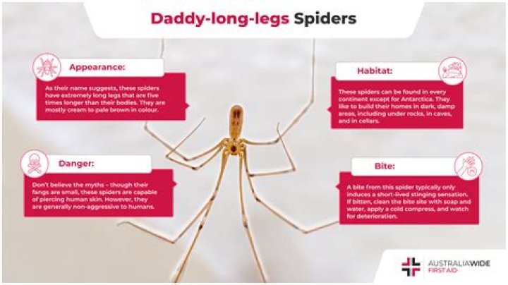 What do Daddy Long Legs want?