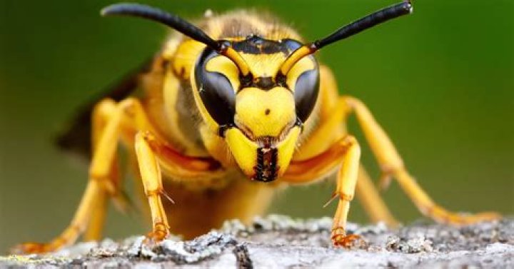 What do you do for ground hornet stings?
