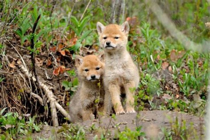 What do you do with an abandoned coyote pup?