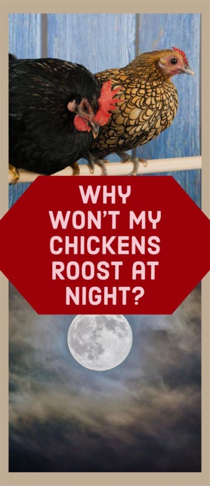 What do you do with chickens at night?