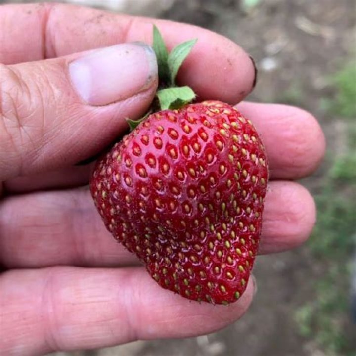 What do you rotate after strawberries?