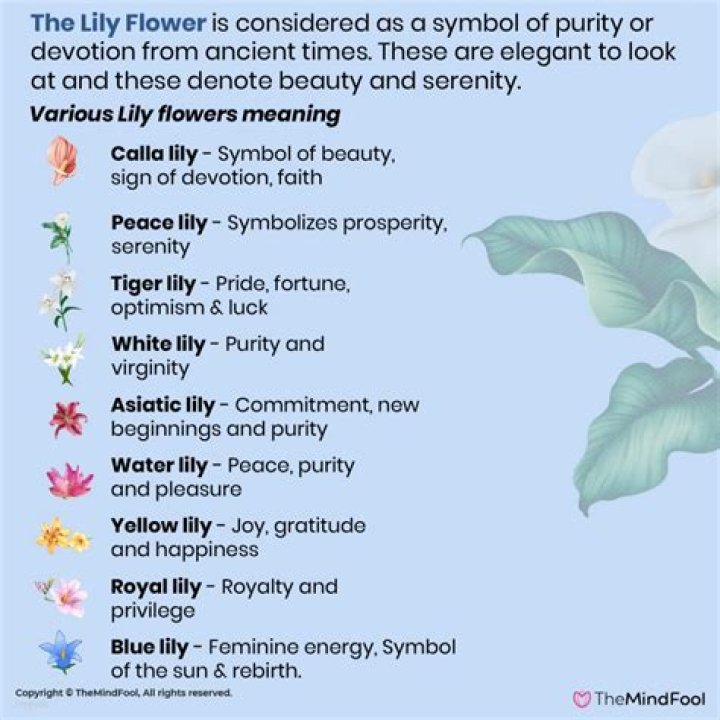 What does a purple lily symbolize?