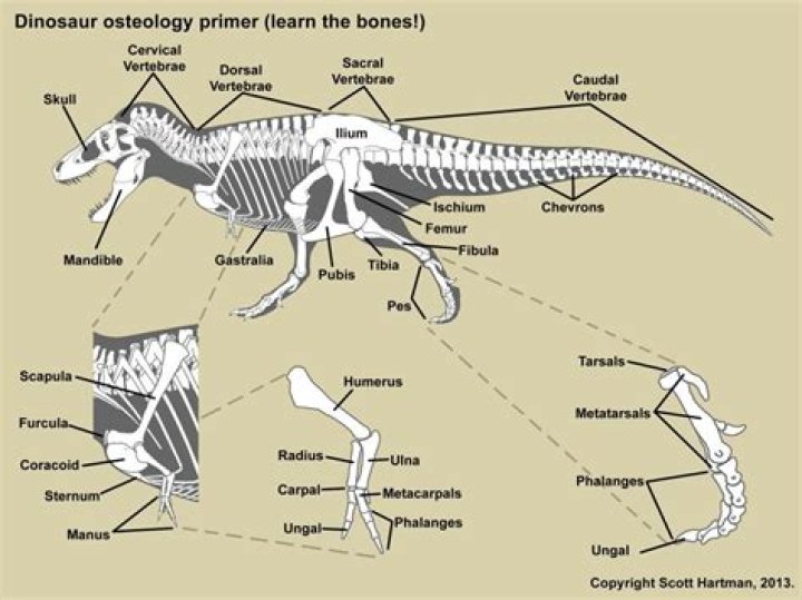 What does I have a bone to pick mean?