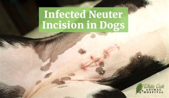 What does infected neuter look like?