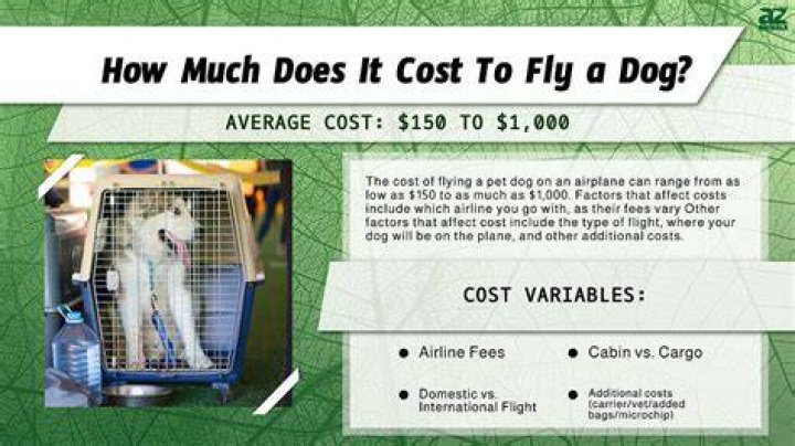 What does it cost to fly a dog?