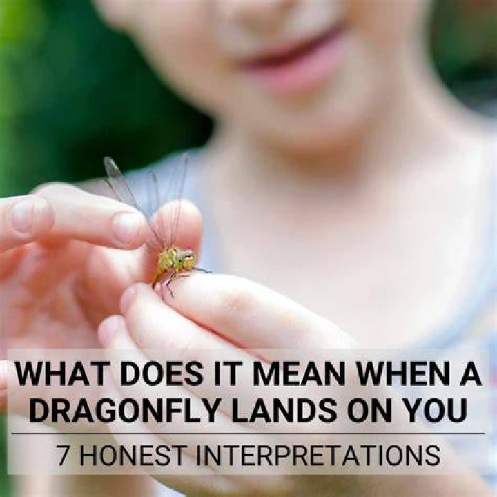 What does it mean when a green dragonfly lands on you?