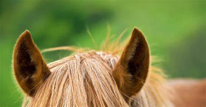 What does it mean when a horse puts its ears back?