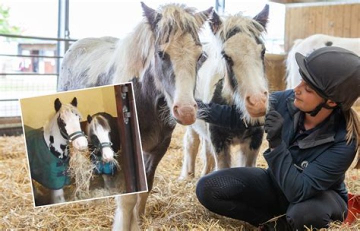 What does Mint do for horses?