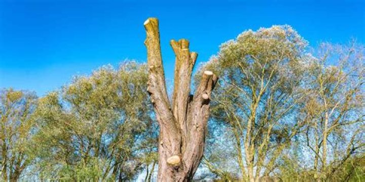 What does Tree mean in drag racing?