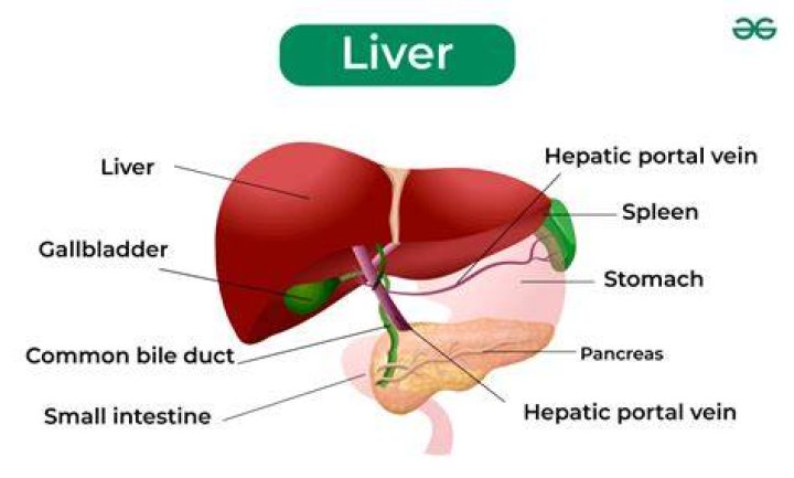 What does your liver do while you sleep?