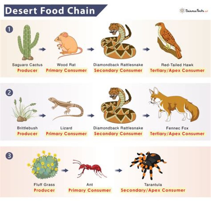 What eats a serpent?