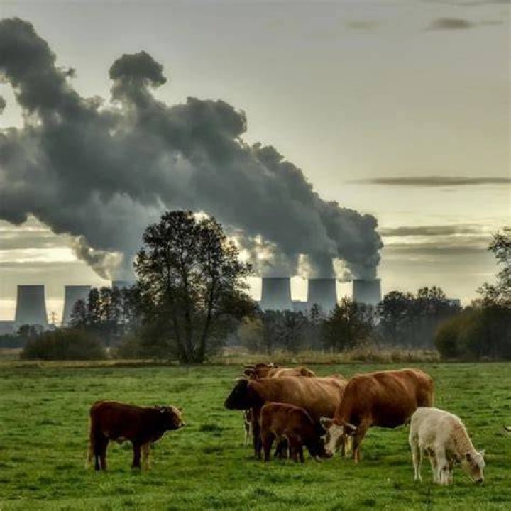 What effect does air pollution have on food crops forest and biodiversity?