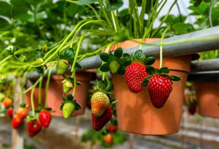 What fertilizer for strawberries in pots?