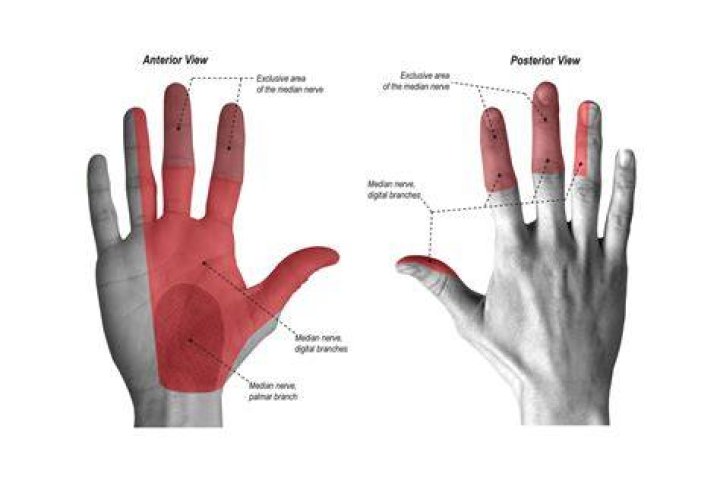 What fingers are affected by the median nerve?