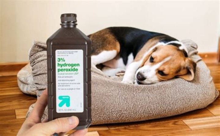 What happens if a dog licks hydrogen peroxide?