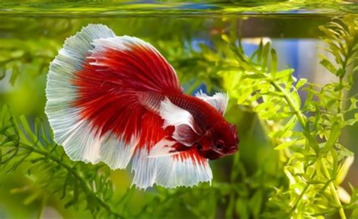 What is a Dumbo Betta?