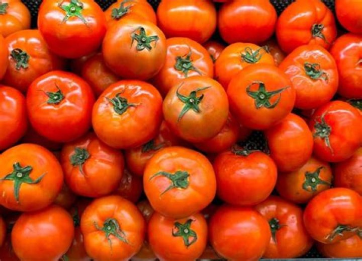 What is a Stupice tomato?