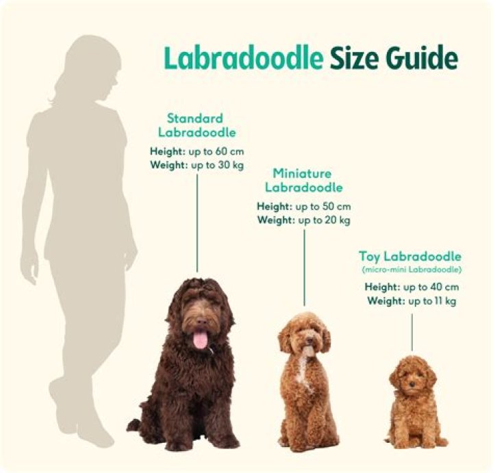 What is an F4 Labradoodle?