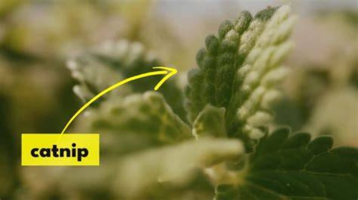 What is inside catnip?