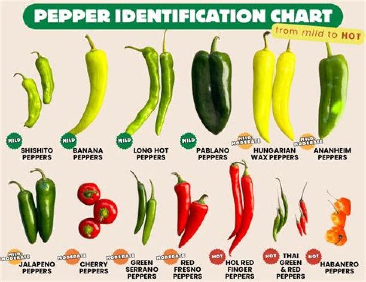 What is Mexican pepper?