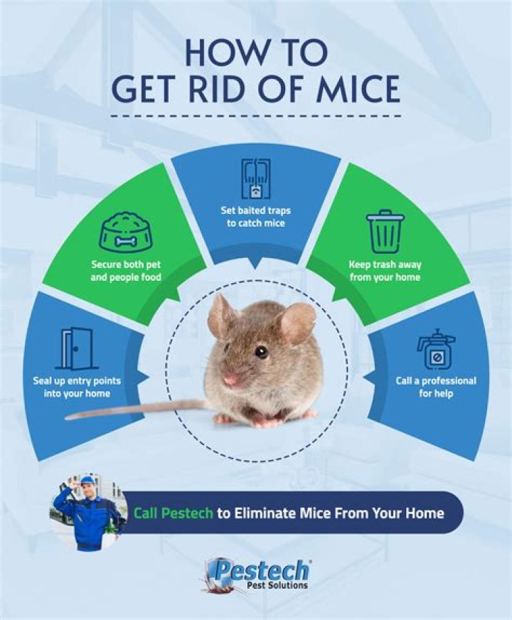 What is the best thing to keep mice away?