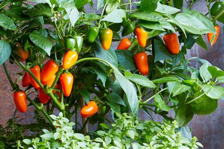 What is the easiest food plant to grow indoors?