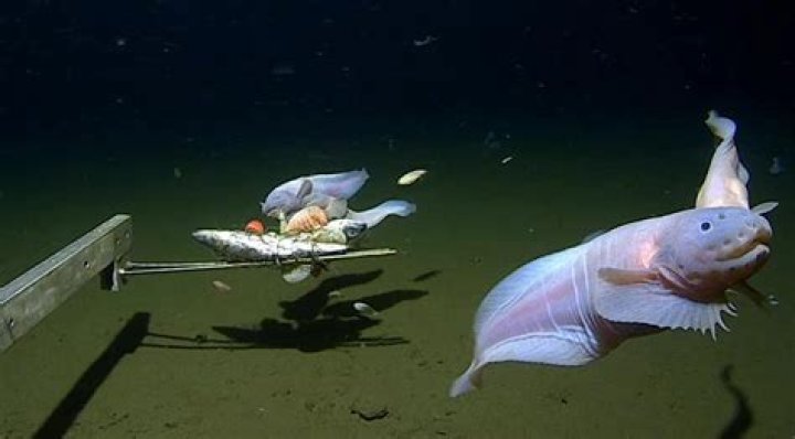 What is the fastest growing fish in the ocean?