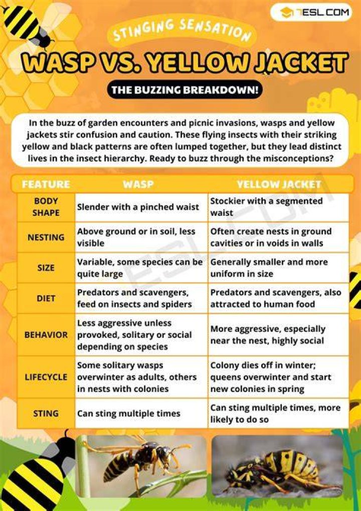 What is the lifespan of a yellow jacket?