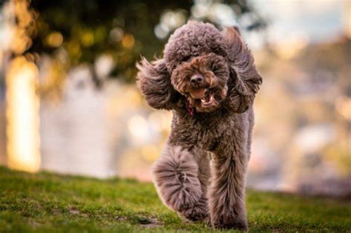 What is the rarest Labradoodle color?
