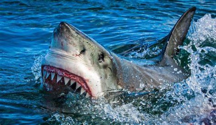 What is the scariest shark in the world?
