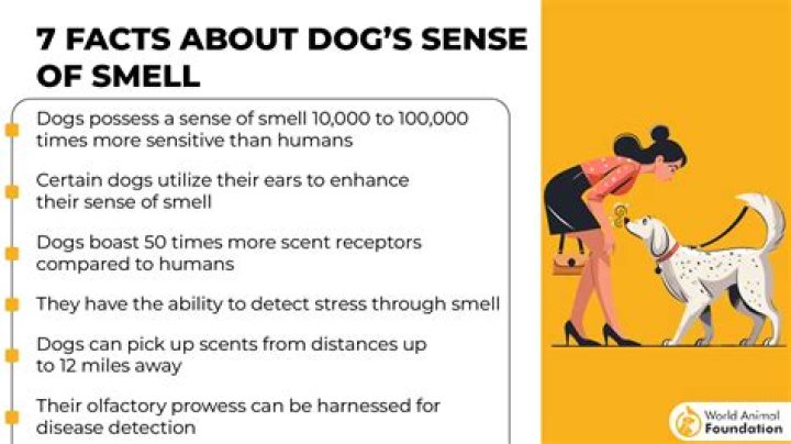 What kills a dog's sense of smell?