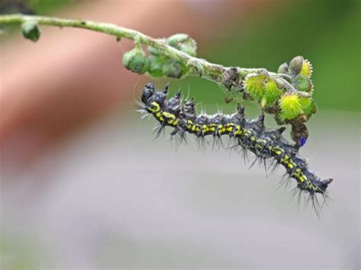 What kills caterpillars naturally?