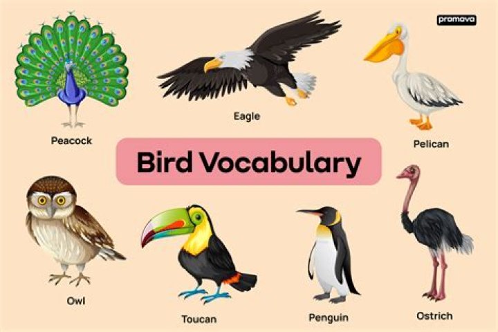 What kind of bird is Iago?