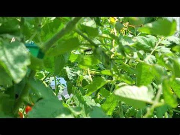 What kind of wasps lay eggs on hornworms?