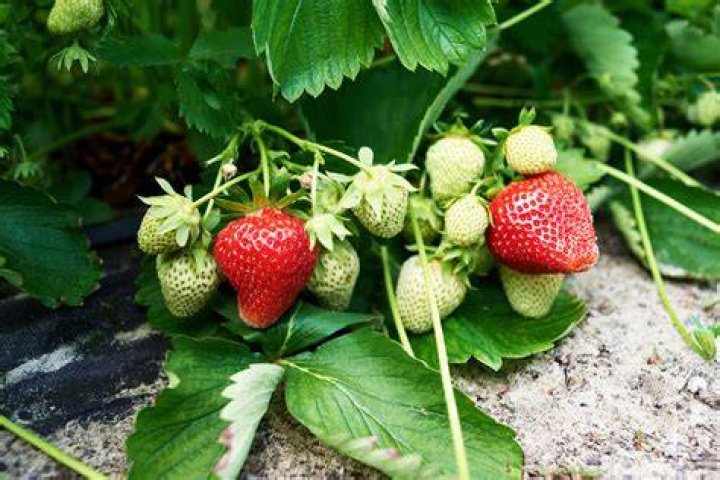 What problems do strawberries have?