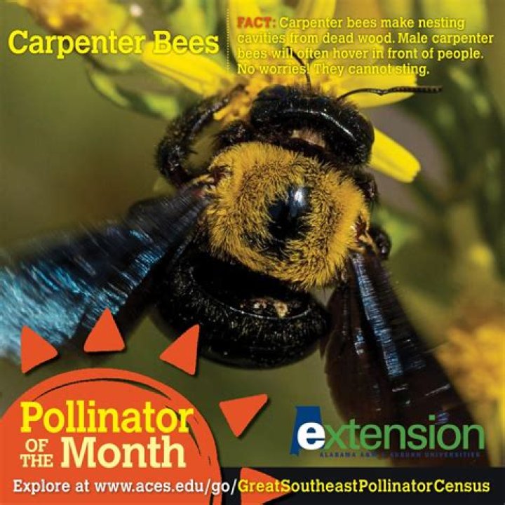What time in the morning do carpenter bees come out?