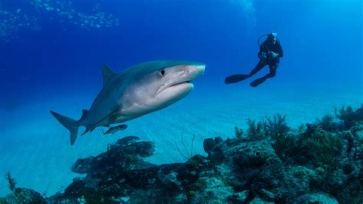 What to do if you see a shark while snorkeling?