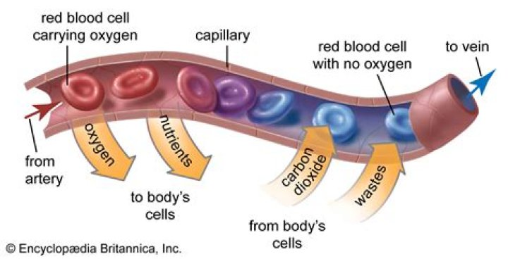 What vitamin helps the blood carry oxygen?