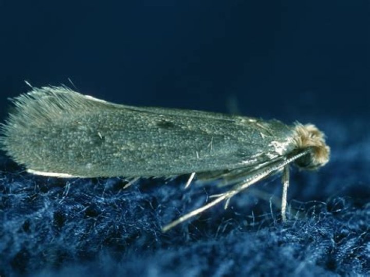What will happen if a dog eats mothballs?