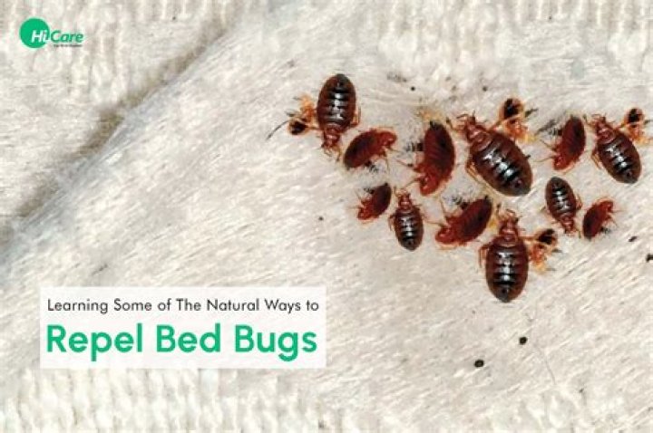 What will repel bed bugs?
