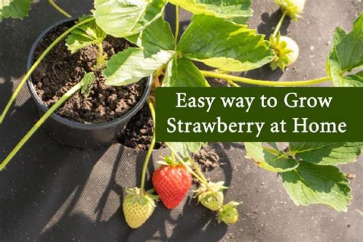 When can you plant strawberries?