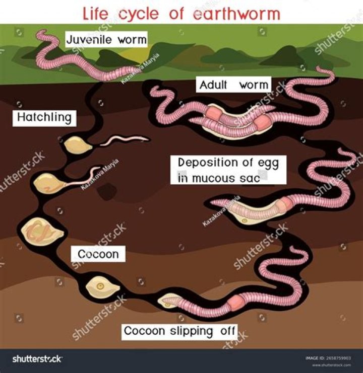 Where do hornworms cocoon?