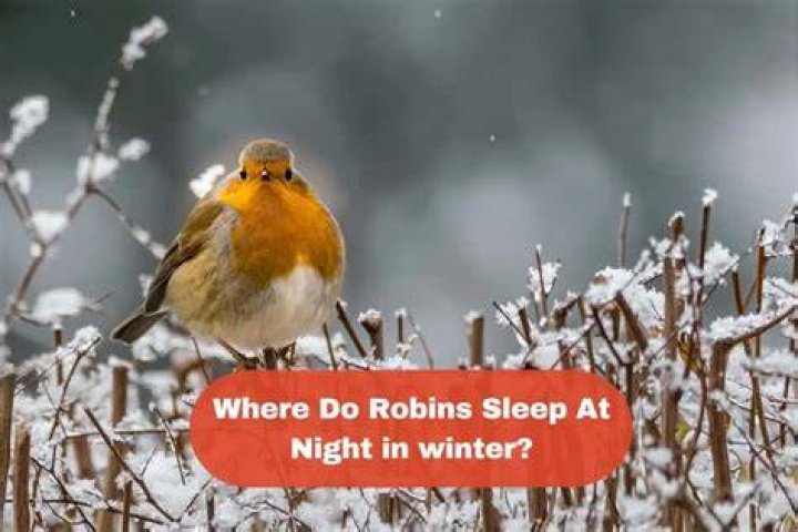 Where do robins sleep?