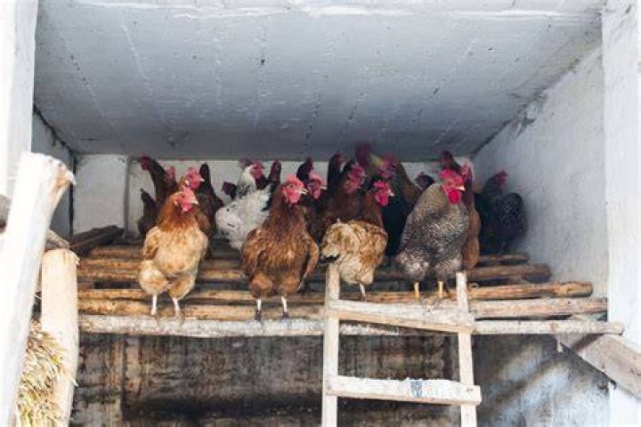 Where should chickens sleep at night?