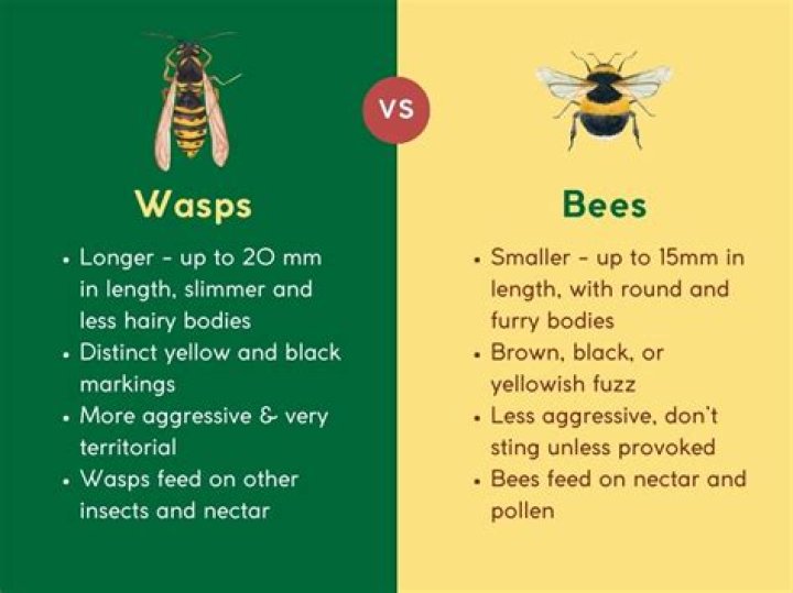 Which are more aggressive bees or wasps?