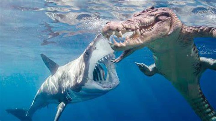 Which bite is stronger shark or alligator?