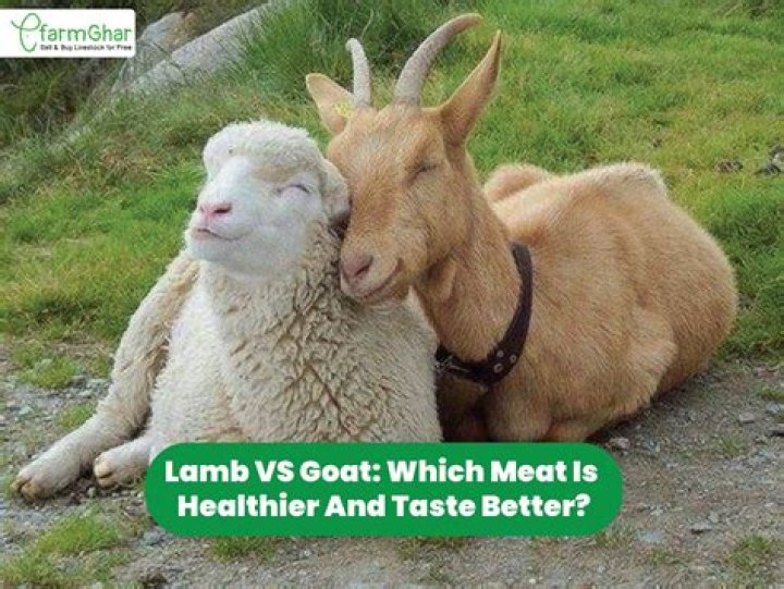 Which goat meat is best?