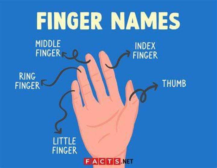 Which is the most important finger in your hand?