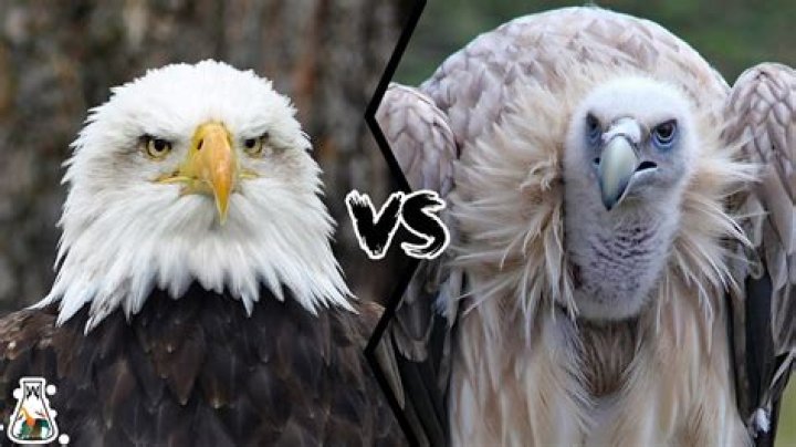 Who is stronger eagle or vulture?