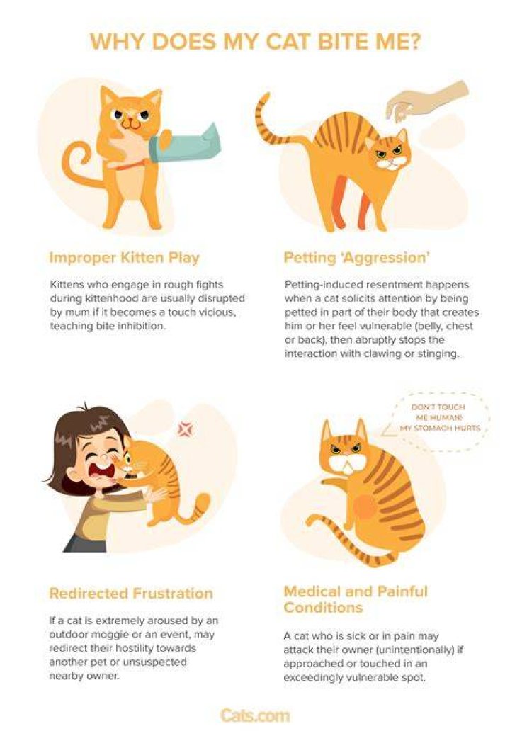 Why can I suddenly feel my cats spine?
